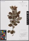 Foto von Salix caprea L. x Salix silesiaca Willd.